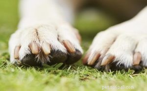 Proč si váš pes kouše nehty? Může to být infekce nebo svědění – příčiny a řešení