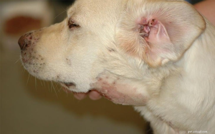犬の耳炎と治療における中耳炎 