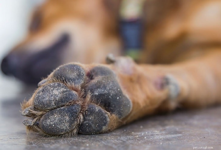 なぜあなたの犬は彼の爪を噛んでいますか？感染症またはかゆみの可能性–原因と解決策 