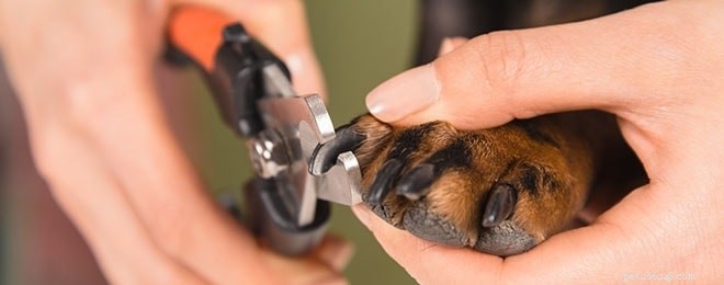 Waarom bijt je hond op zijn nagels? Het kan een infectie of jeuk zijn - Oorzaken en oplossingen
