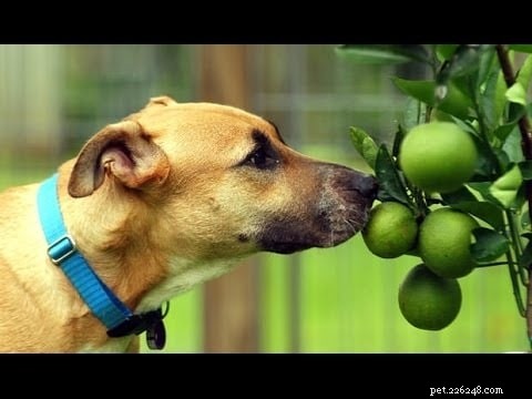 Hundar som äter lime – fördelar och effekter med att mata hundar med lime