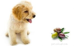 Chiens mangeant des olives – Avantages et effets de donner des olives aux chiens