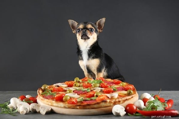 Honden die olijf eten – voordelen en effecten van het voeren van olijven aan honden