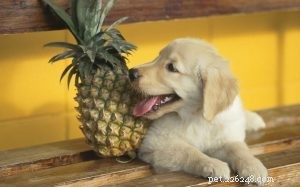 Cani che mangiano l ananas:i vantaggi di nutrire i cani con l ananas