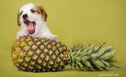 Psi jedí ananas – výhody krmení psů ananasem