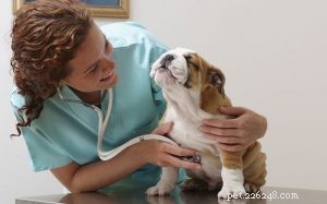 Panacur-medicijnen en honden - gebruik, bijwerkingen en juiste dosering