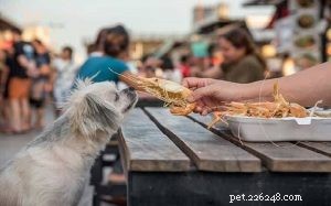 Kunnen honden garnalen eten? Voordelen en effecten