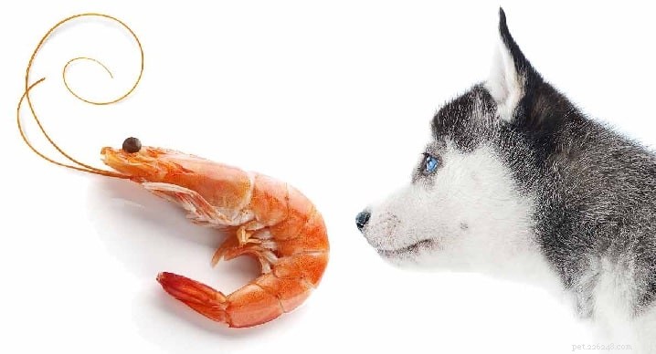 Můžou psi jíst krevety? Výhody a účinky