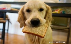 Můžou psi jíst chléb? Výhody a účinky