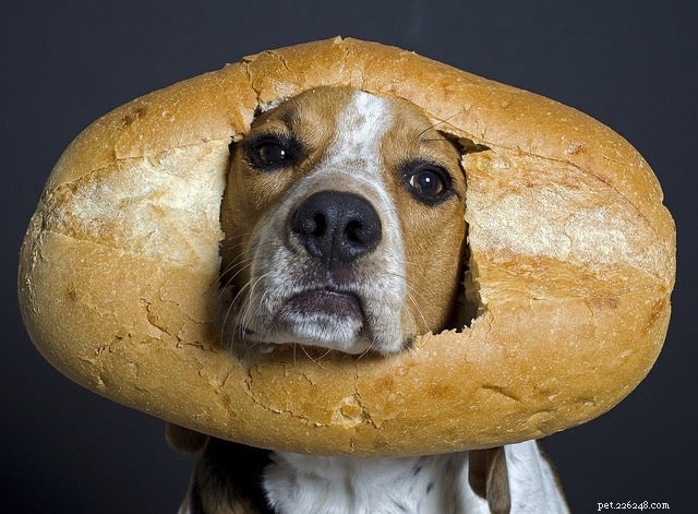 Kan hundar äta bröd? Fördelar och effekter