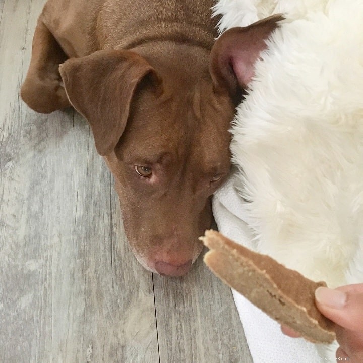 犬はパンを食べることができますか？メリットと効果 