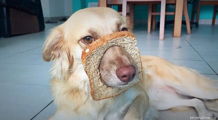 Os cães podem comer pão? Benefícios e efeitos