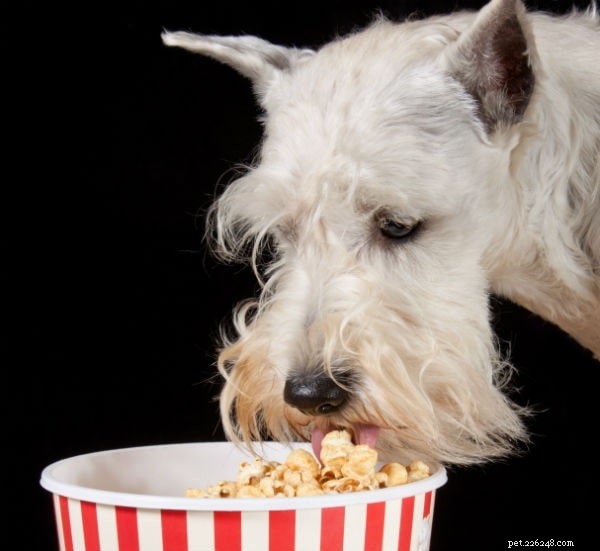 ポップコーンを食べる犬は窒息の危険性があります–ポップコーンに正しい方法で餌をやる 