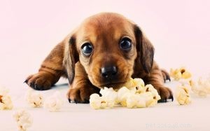 Honden die popcorn eten, kunnen verstikkingsgevaar krijgen - popcorn op de juiste manier voeren