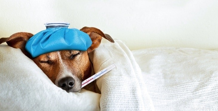 Hydroxyzine voor honden – Bijwerkingen, dosering en juist gebruik