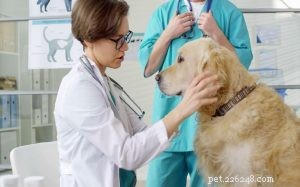 Idrossizina per cani:effetti collaterali, dosaggio e uso corretto