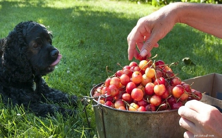 Třešně jsou pro psy škodlivé – poznejte jejich účinky
