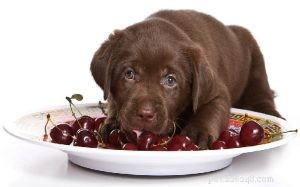Le ciliegie sono nocive per i cani:scopri gli effetti