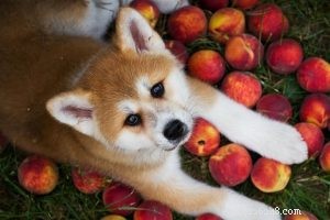 Krmení psů broskví – výhody a účinky