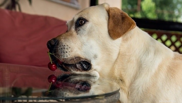 Les cerises sont nocives pour les chiens - Connaître les effets