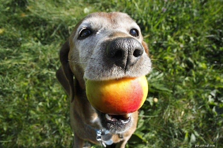 Perziken voeren aan honden – voordelen en effecten
