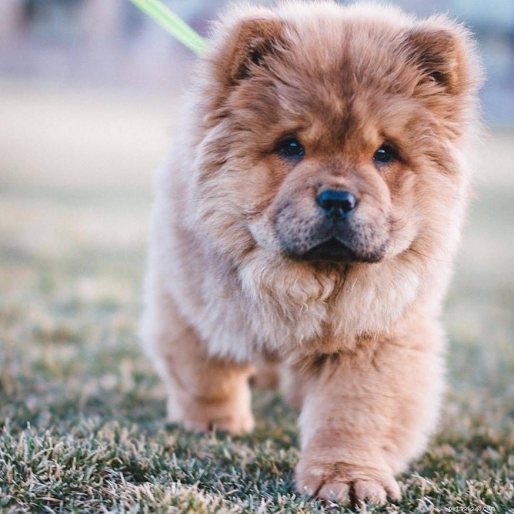 Formation Chow Chow