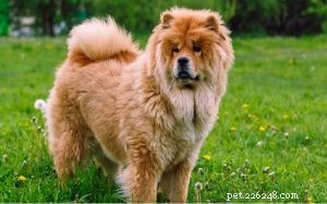 Formation Chow Chow