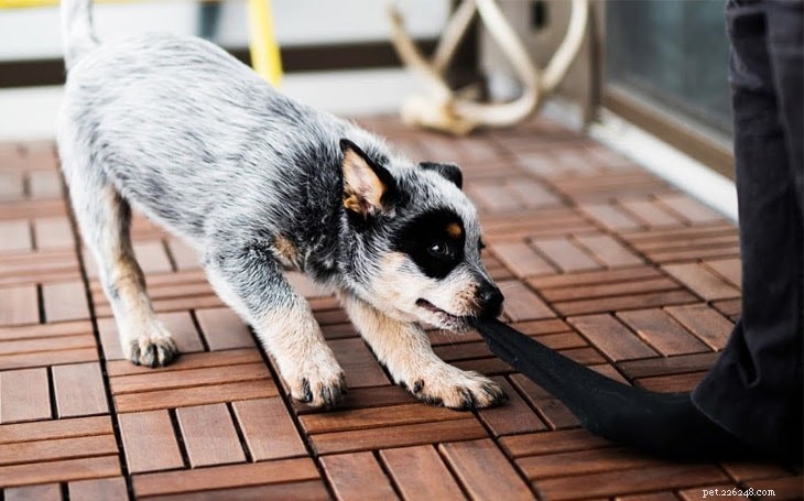 Výcvik australských honáckých psů