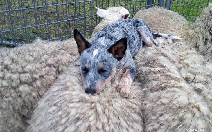 Treinamento de cães de gado australiano