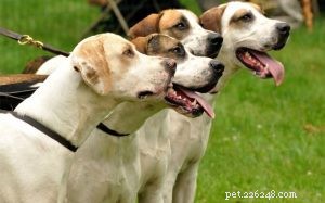 Amerikaans-Engelse Coonhound-training