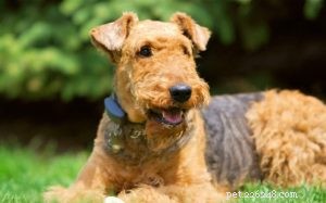 Airedale Terrier Training