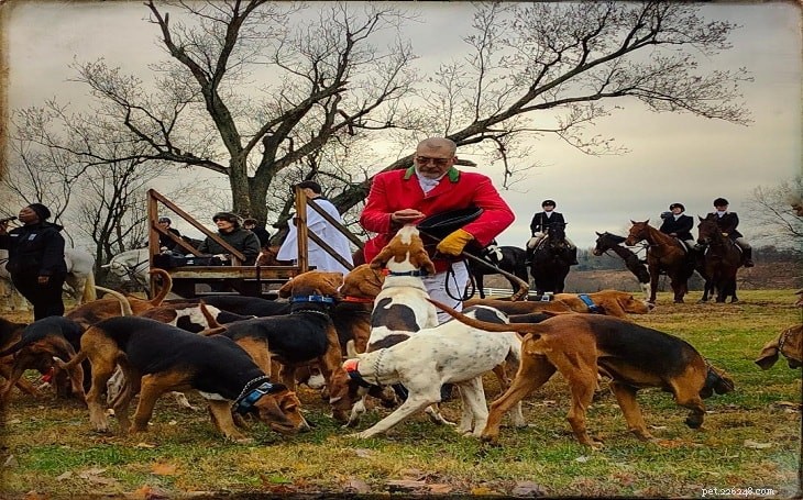 Trénink anglického foxhounda – výcvik psů