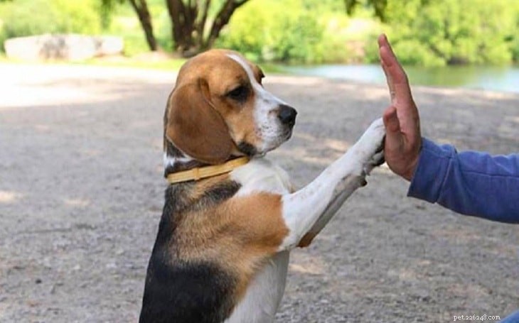 Engelse jachthond trainen - hondentraining