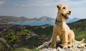 Lakeland Terrier-hondentraining