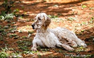 Setter inglês – Método de treinamento de cães
