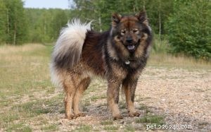Treinamento de cães Eurasier