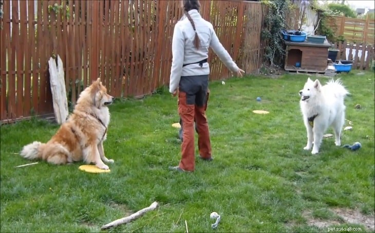 ユーラシア犬の訓練 