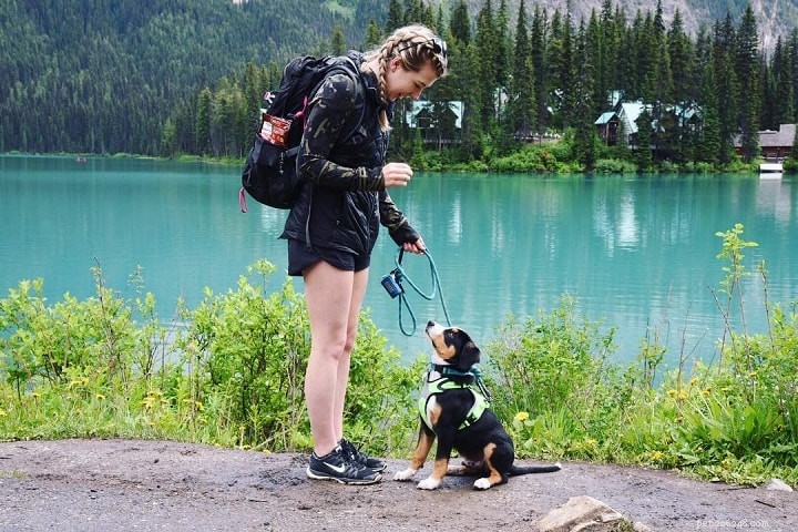 Train Entlebucher Mountain – Dressage de chiens