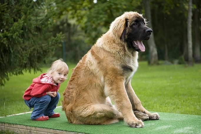 Výcvik psů Leonberger