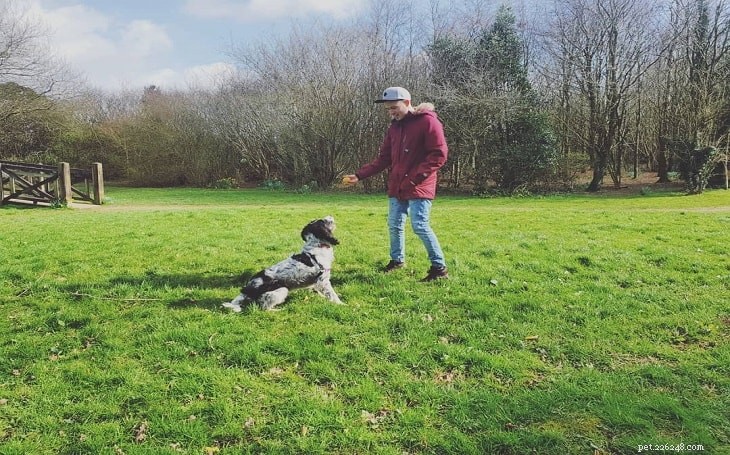Addestramento per cani Springer Spaniel inglese