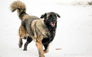 Estrela Mountain Dog 훈련
