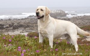 Labrador retrieverhundträning