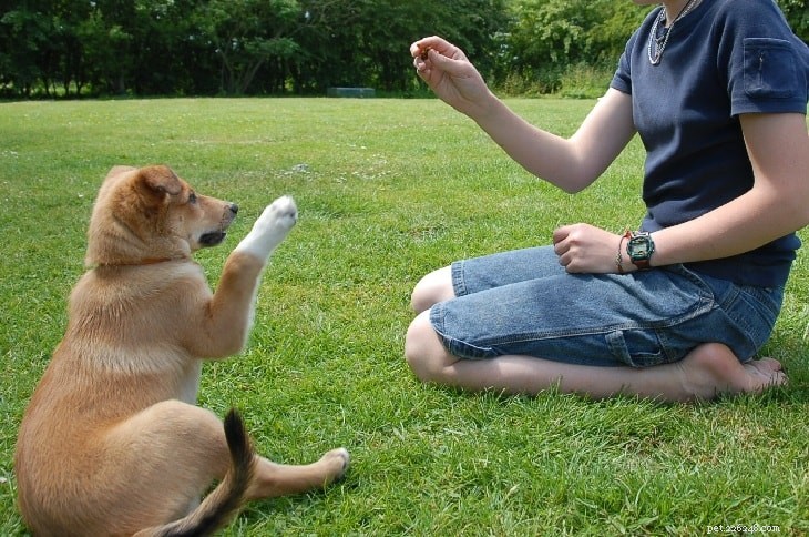 ラブラドールレトリバー犬のトレーニング 