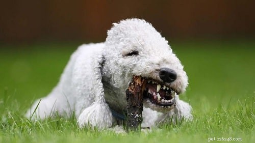 Treinamento de Bedlington Terrier