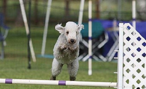 Bedlington Terrier-training