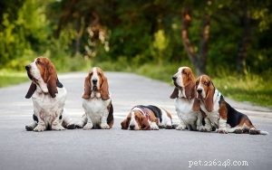 Métodos para treinar Basset Hound – Estratégias e técnicas para treinamento fácil de animais de estimação