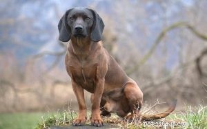 Träning för bayersk fjälldofthund