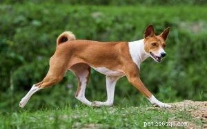 Treinamento de cães Basenji