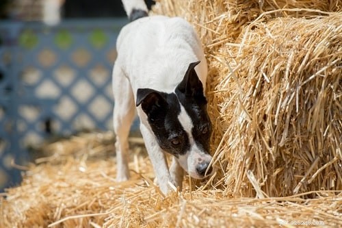 Vycvičte svého psa na lov ve stodole – tipy a techniky