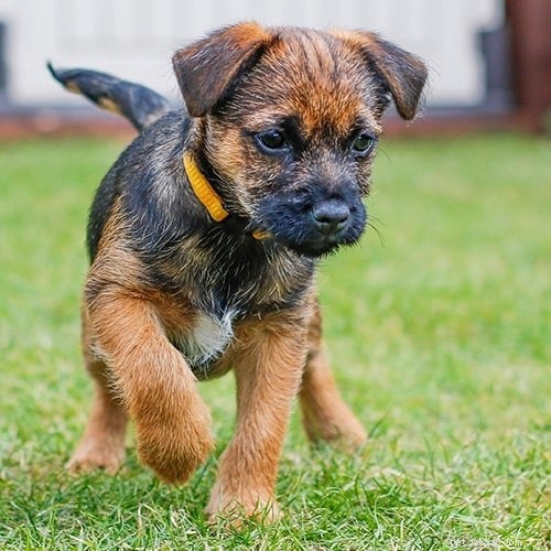 Border Terrier-training